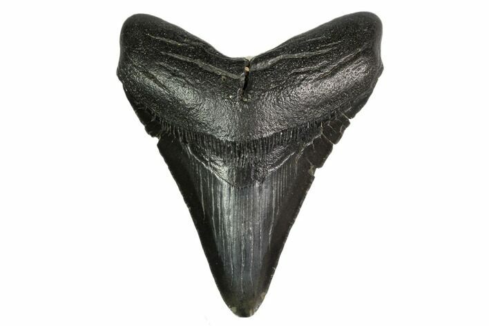 Fossil Megalodon Tooth - South Carolina #149400